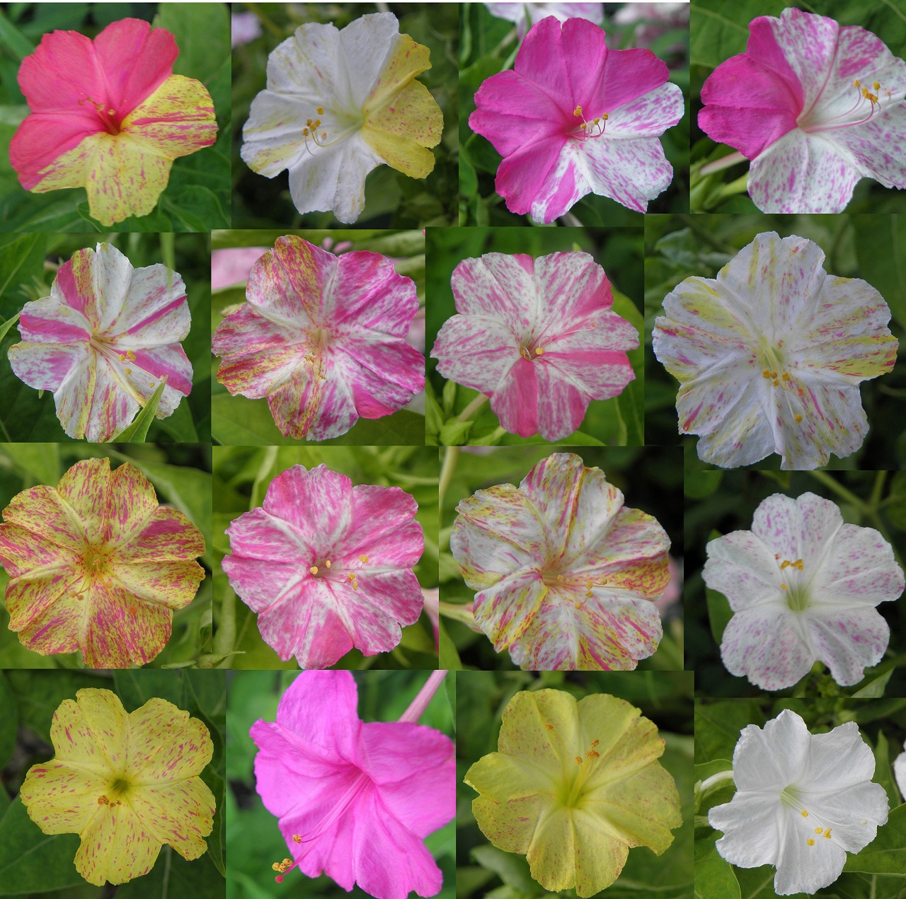 オシロイバナ 花のかんばせ