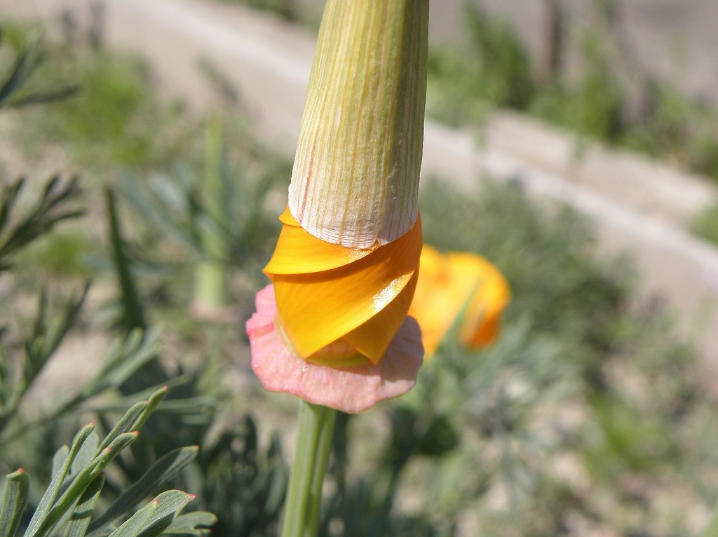 花菱草 カリフォルニアポピー 花のかんばせ