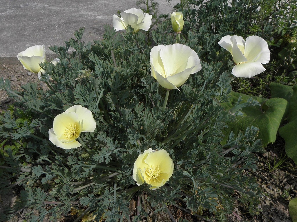 花菱草 カリフォルニアポピー 花のかんばせ