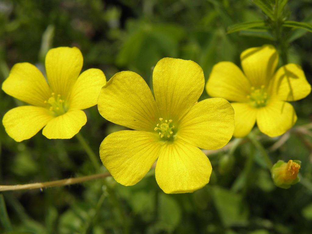 カタバミ 花のかんばせ