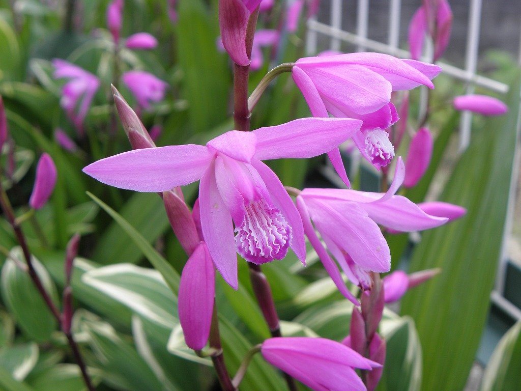 シラン 花のかんばせ