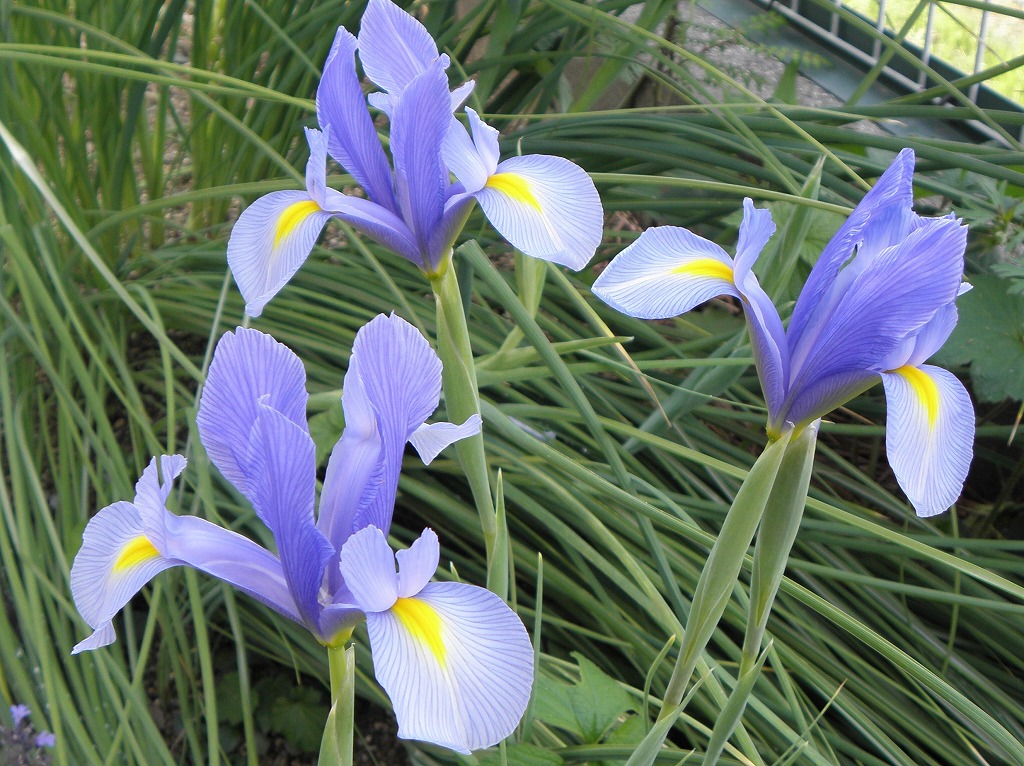 ダッチアイリス 薄紫 花のかんばせ