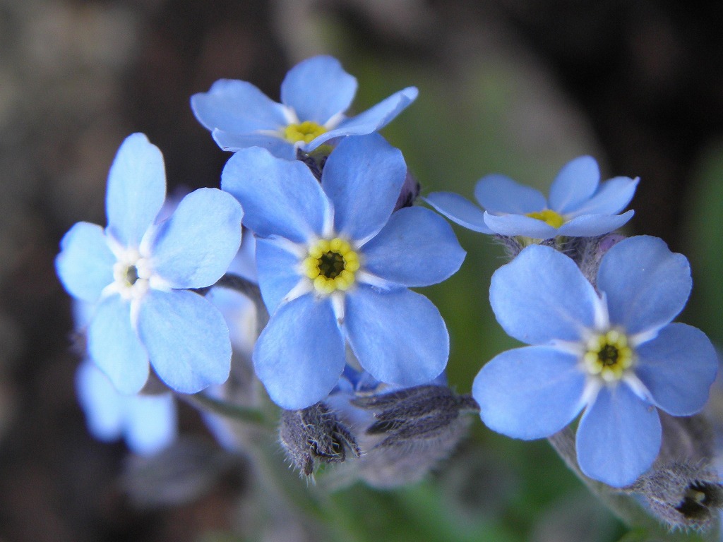 青い花 花のかんばせ