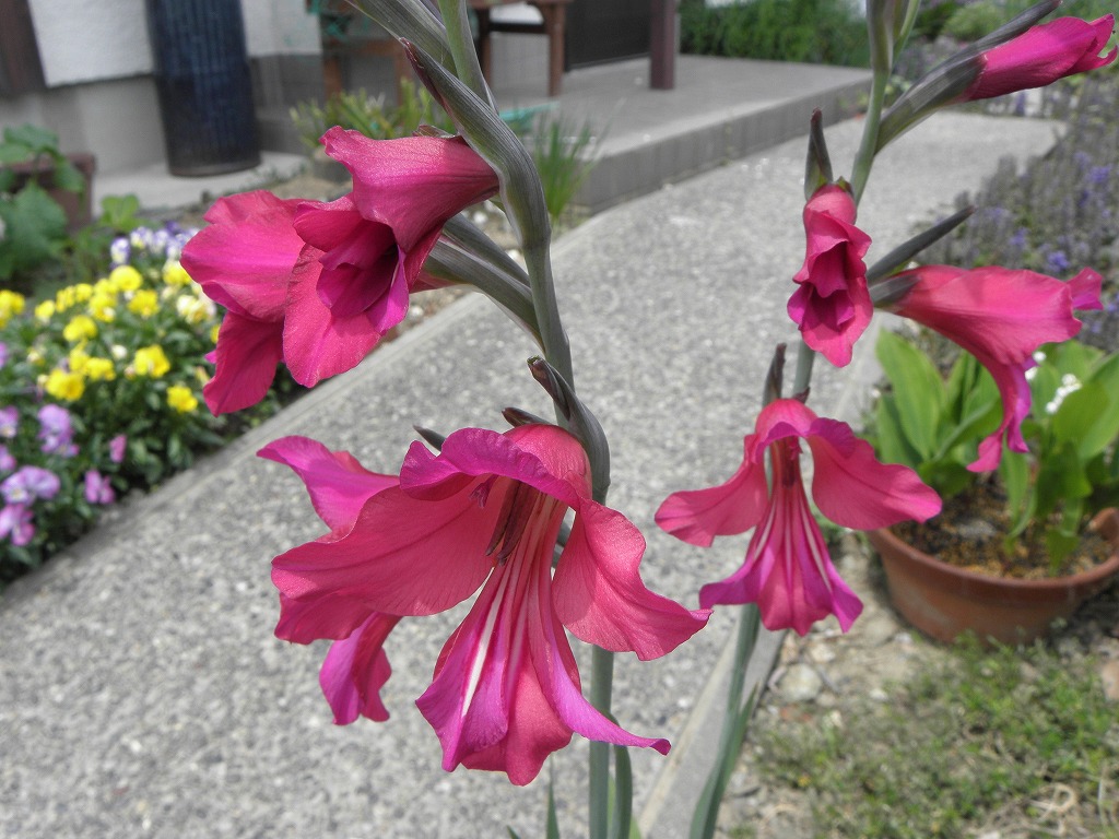 グラジオラス 春咲き 花のかんばせ