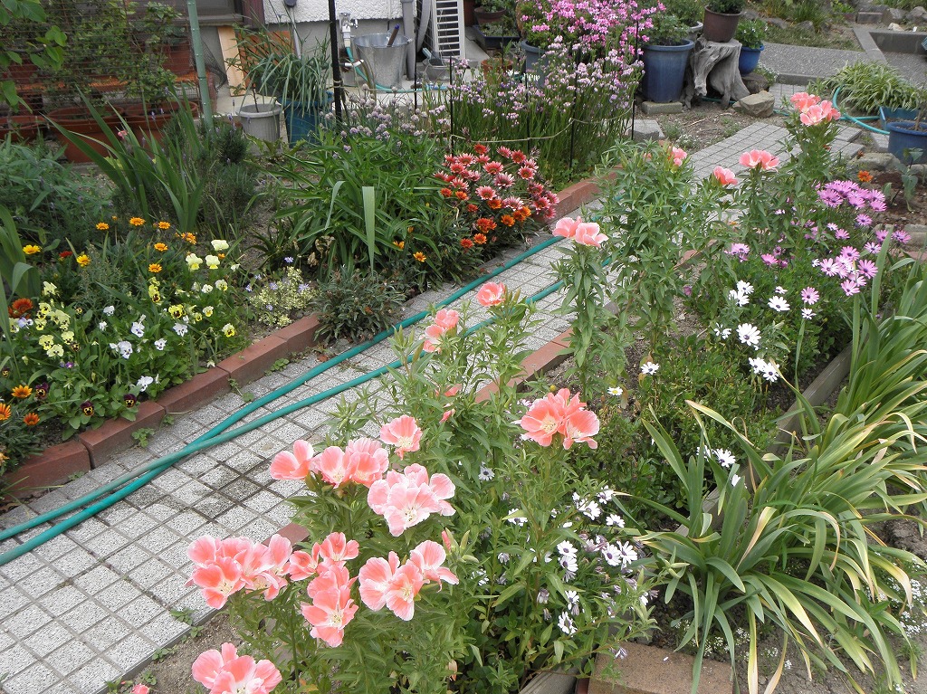 ゴデチア 花のかんばせ