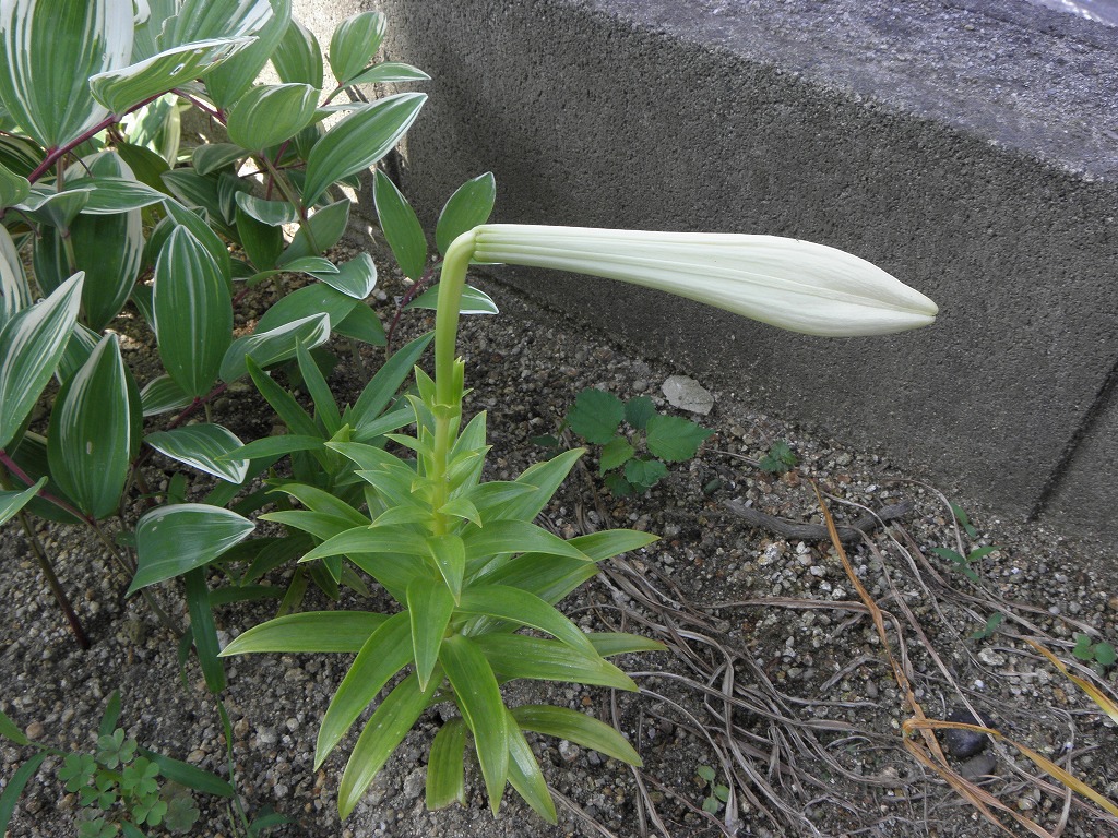 テッポウユリ 花のかんばせ