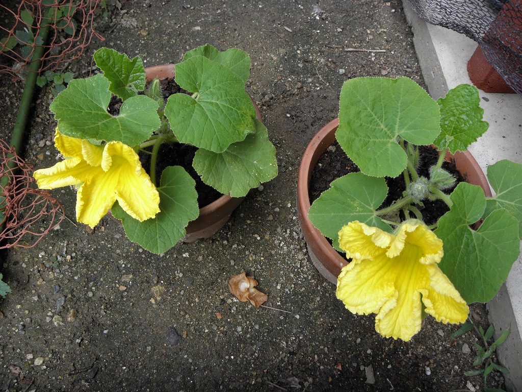 カボチャ 花のかんばせ