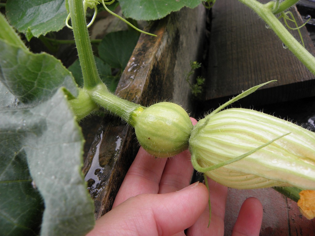 カボチャ 花のかんばせ