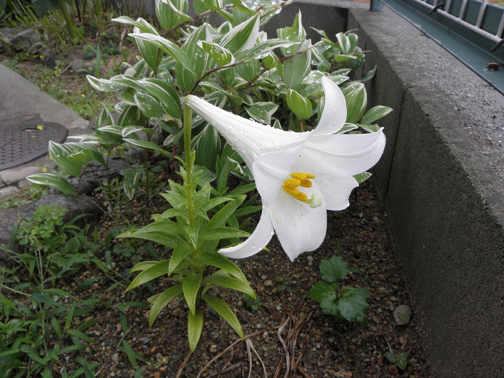 テッポウユリ 花のかんばせ