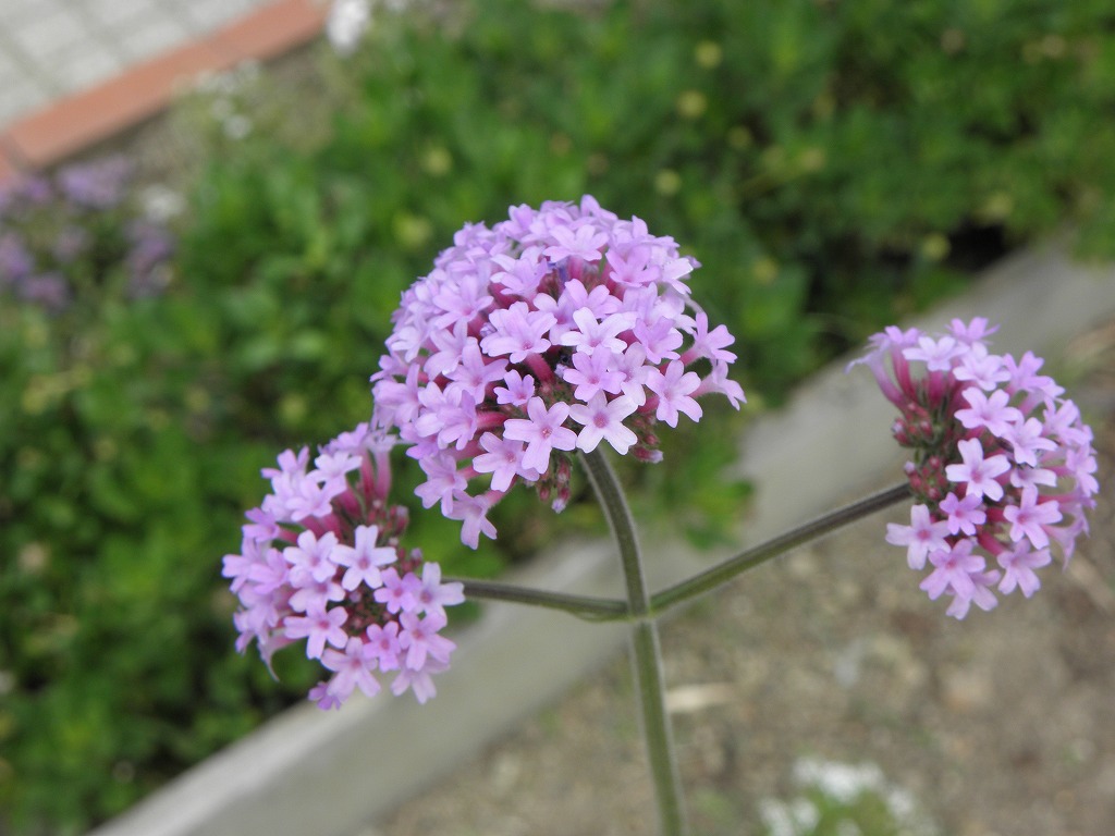 ヤナギハナガサ 三尺バーベナ 花のかんばせ