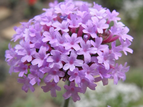 紫の花 花のかんばせ