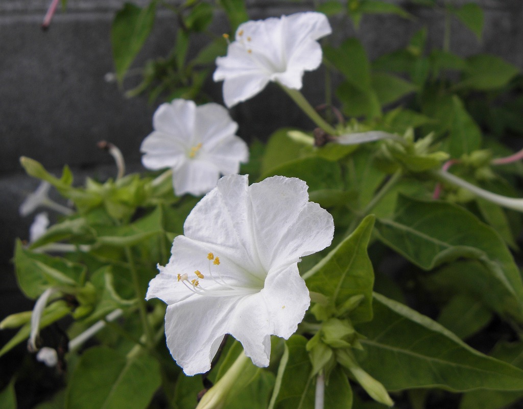 オシロイバナ 花のかんばせ