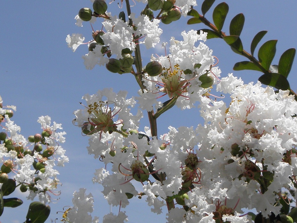サルスベリ 白花 花のかんばせ