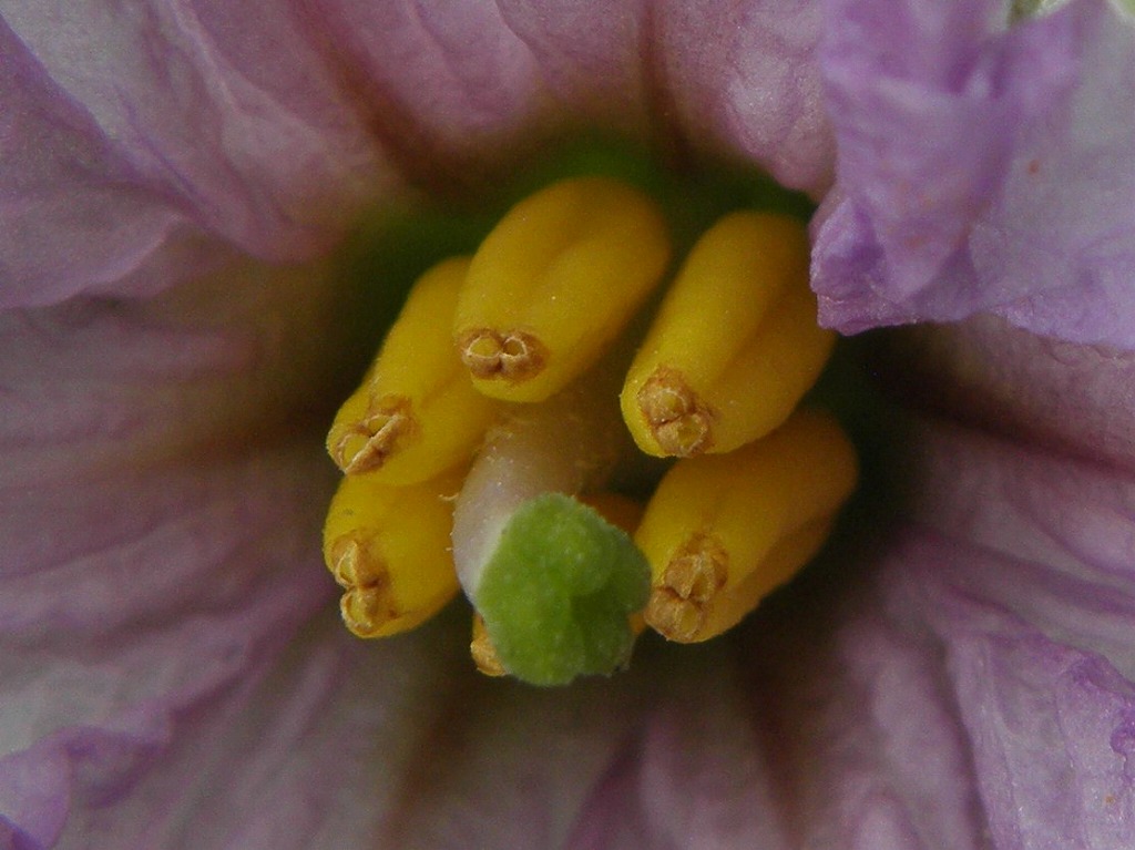 ナスの花 花のかんばせ