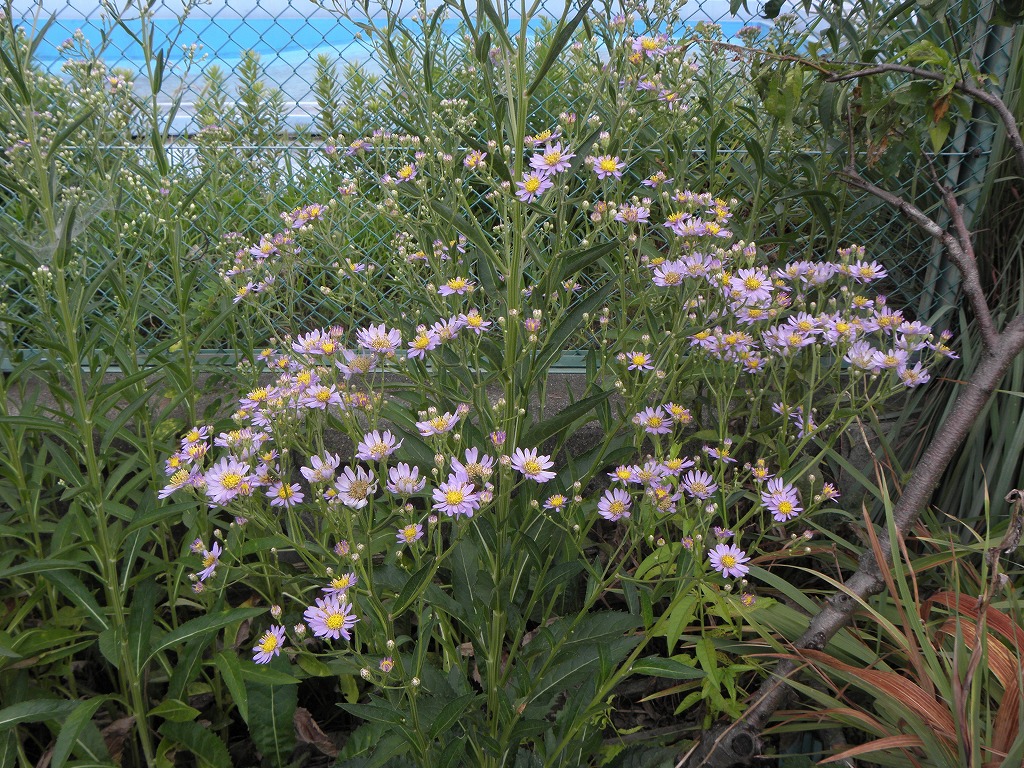 シオン 花のかんばせ