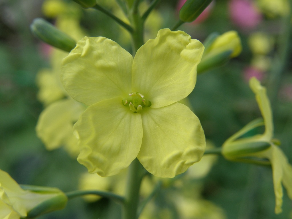 ブロッコリー 花のかんばせ