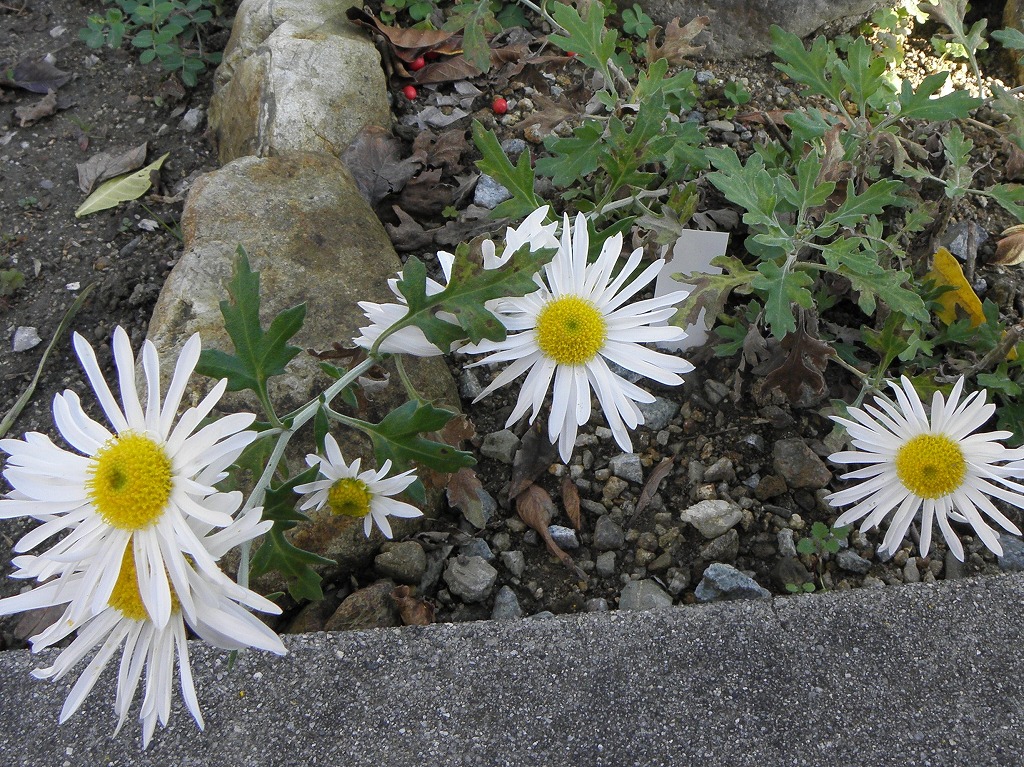 菊 白 花のかんばせ