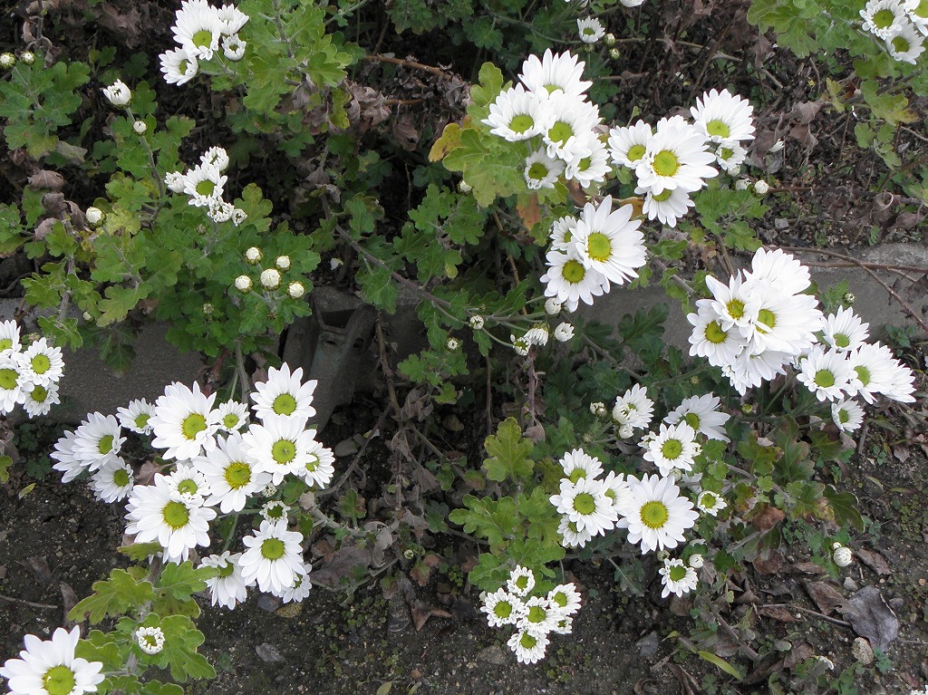 寒菊 白 花のかんばせ