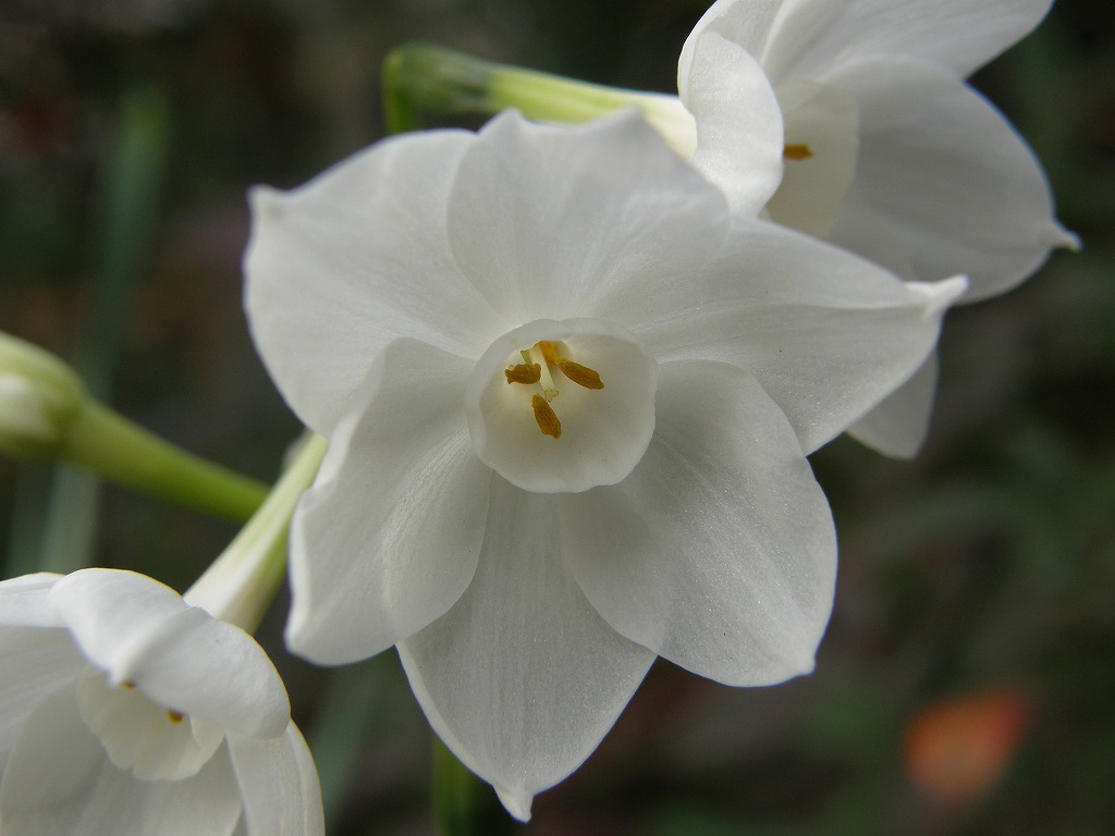 スイセン 花のかんばせ