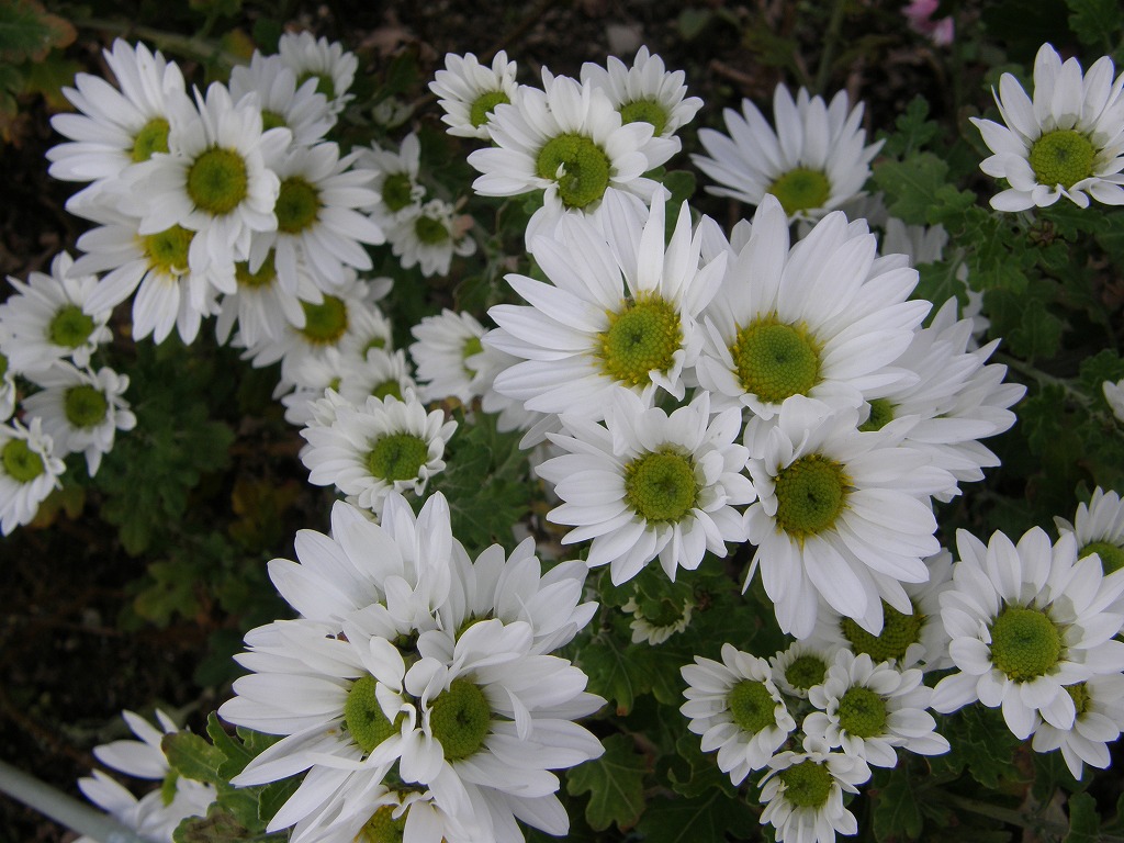 寒菊 白 花のかんばせ