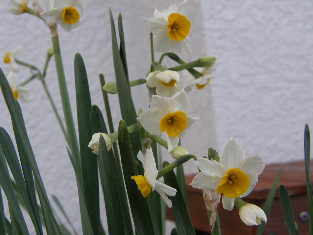 スイセン ニホンスイセン 花のかんばせ